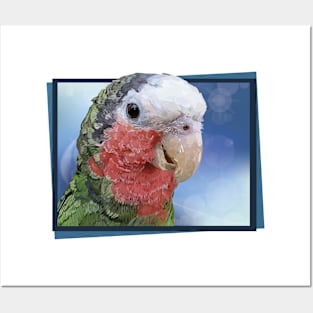 Amazon parrot Posters and Art